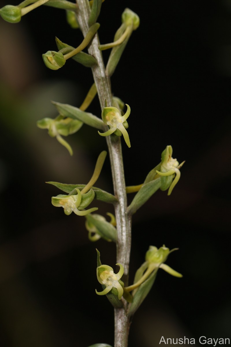 Habenaria dolichostachya Thwaites